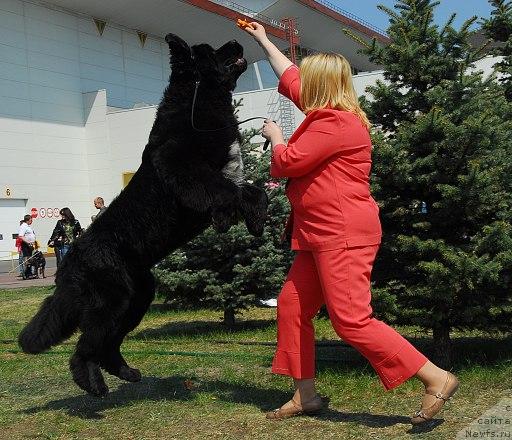 Фото: ньюфаундленд Сент Джонс Оскар (Sent Djons Oskar)