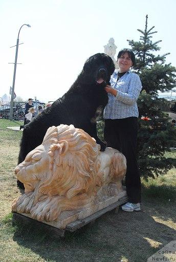 Фото: ньюфаундленд Сент Джонс Оскар (Sent Djons Oskar)