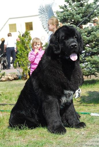 Фото: ньюфаундленд Сент Джонс Оскар (Sent Djons Oskar)