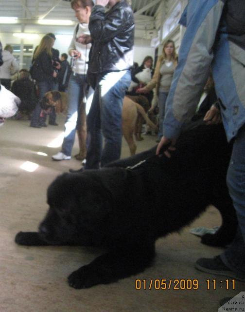 Фото: ньюфаундленд Дар Свезы Айдана с Изюминкой (Dar Svezy Aydana s Izuminkoy)