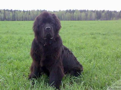 Фото: ньюфаундленд Пчёлкин Дом Вениамин (Pchiolkin Dom Veniamin)