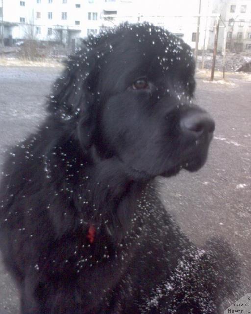 Фото: ньюфаундленд Ай Лав Рич (Ai Love Rich)