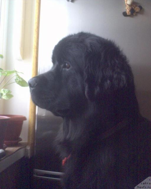 Фото: ньюфаундленд Ай Лав Рич (Ai Love Rich)