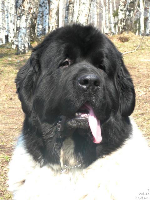 Фото: ньюфаундленд Супер Бизон Арго (Super Bizon Argo)