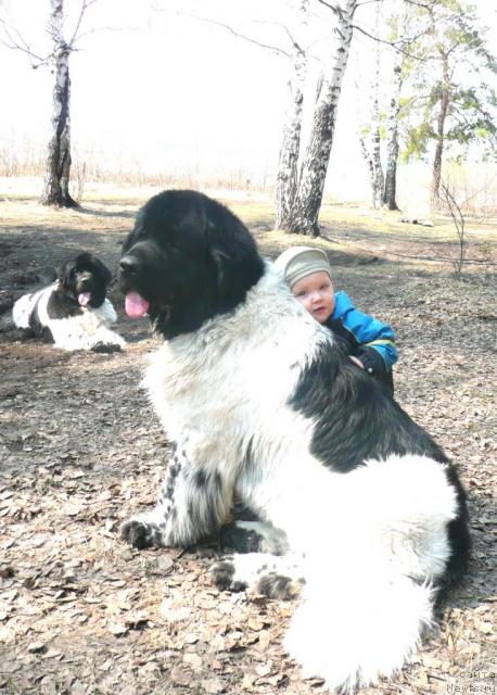 Фото: ньюфаундленд Плюшевая Панда Ла Белла, ньюфаундленд Супер Бизон Арго (Super Bizon Argo), с Димой!