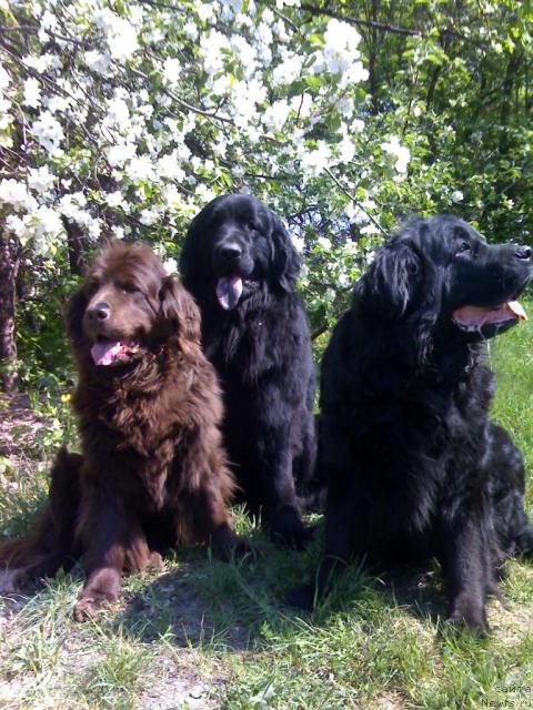 Фото: ньюфаундленд Алана Вива Дженис (Alana Viva Jeniz)