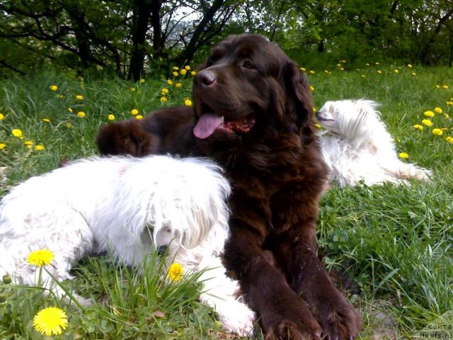 Фото: ньюфаундленд Афина Утренняя Звезда Вива Дженис (Afina Utrennya Zvezda Viva Jeniz)
