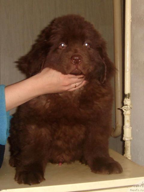 Фото: ньюфаундленд Джузеппе