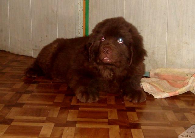 Фото: Сын Супер Премиум Беста и Алины Аники