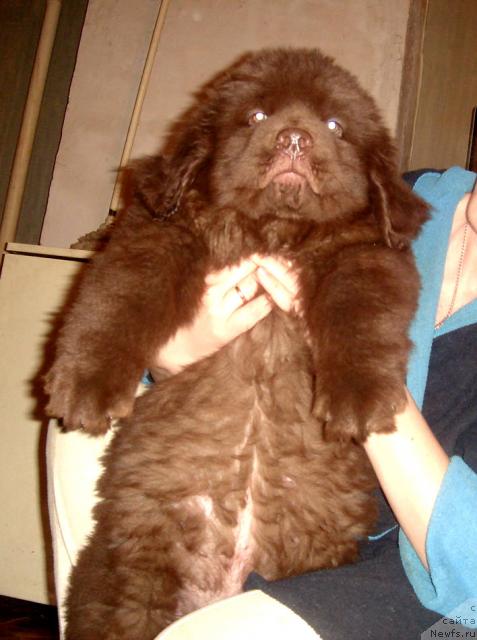 Фото: Сын Супер Премиум Беста и Алины Аники. 2 мес.