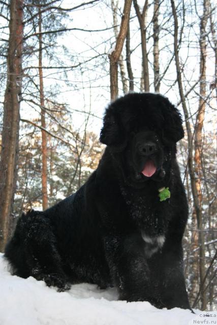 Фото: ньюфаундленд Сент Джонс Оскар (Sent Djons Oskar)