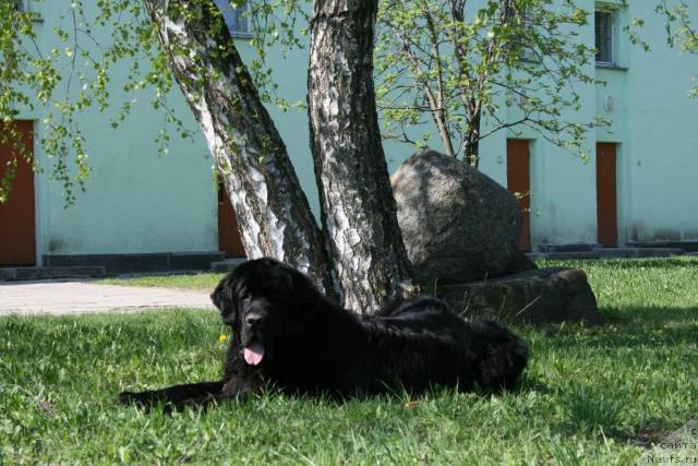 Фото: ньюфаундленд Сент Джонс Оскар (Sent Djons Oskar)