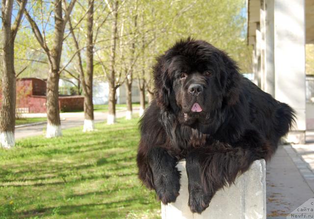 Фото: ньюфаундленд Супер Премиум Вашингтон