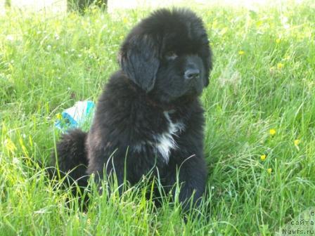Фото: ньюфаундленд Black Clouds Criminal Minds at Stealbears