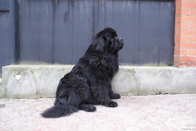 Фото: ньюфаундленд Бегущая по Волнам Степ Бай Степ (Beguschaya po Volnam Step By Step)