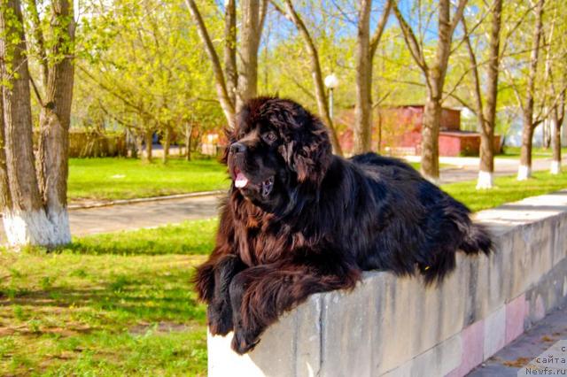 Фото: ньюфаундленд Супер Премиум Вашингтон