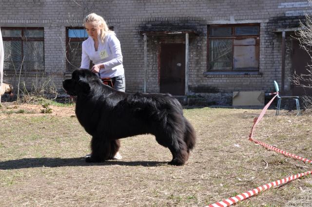 Фото: ньюфаундленд О Блек Диамонд Литтл Беар (O Black Diamond Little Bear), Александра Ивашова