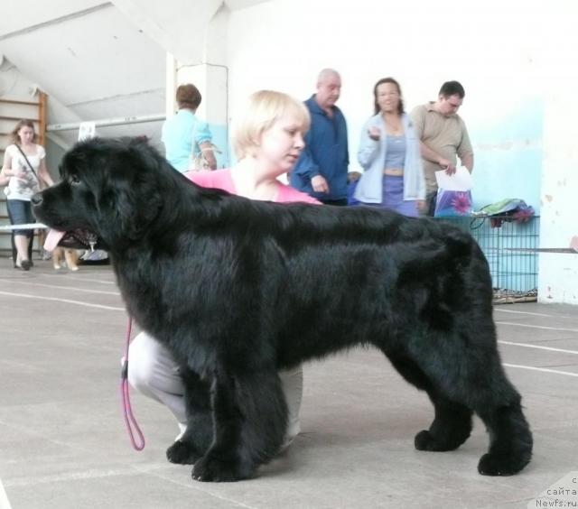 Фото: ньюфаундленд King of Helluland Good Friend