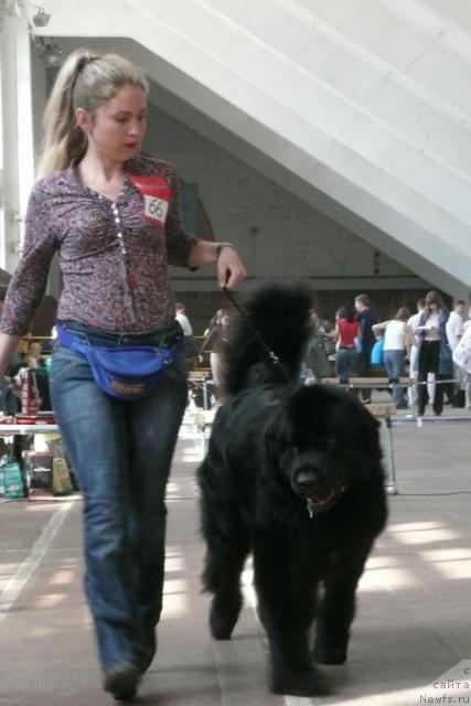 Фото: ньюфаундленд Маг Исполин Копперфильд