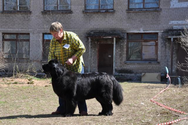 Фото: Ирина Габова, ньюфаундленд Акватория Келвин Зазноба (Aquatoriya Kelvin Zaznoba)