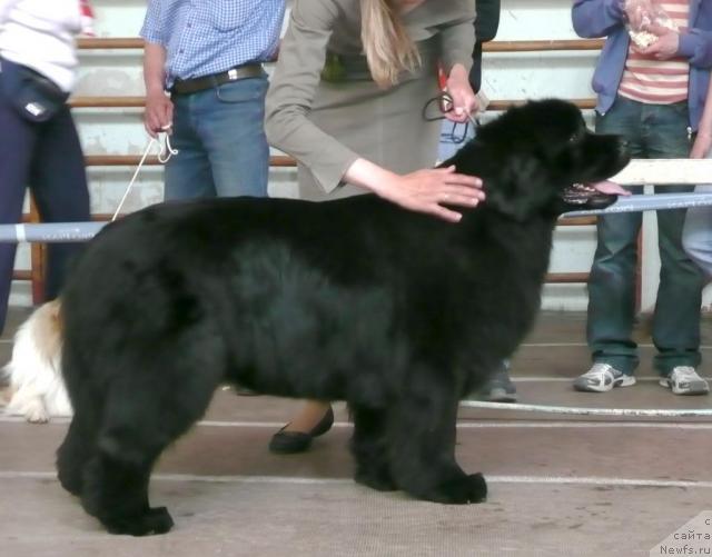 Фото: ньюфаундленд Експрессия  из Медвежьего Яра