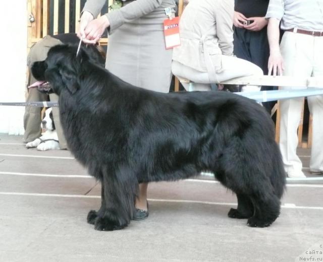 Фото: ньюфаундленд Експрессия  из Медвежьего Яра