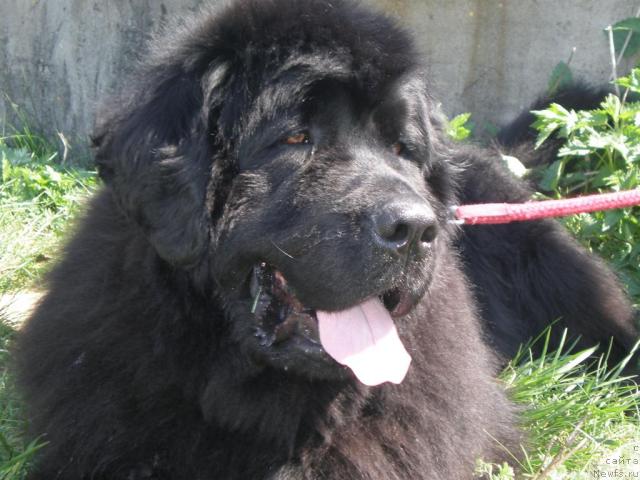 Фото: ньюфаундленд Кенни