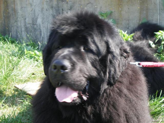 Фото: ньюфаундленд Кенни