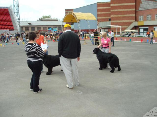 Фото: ньюфаундленд King of Helluland Good Friend, Елена Горбунова