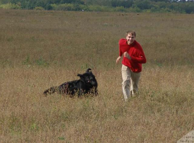 Фото: ньюфаундленд Лесная Сказка Роза Черная, Максим Канунников