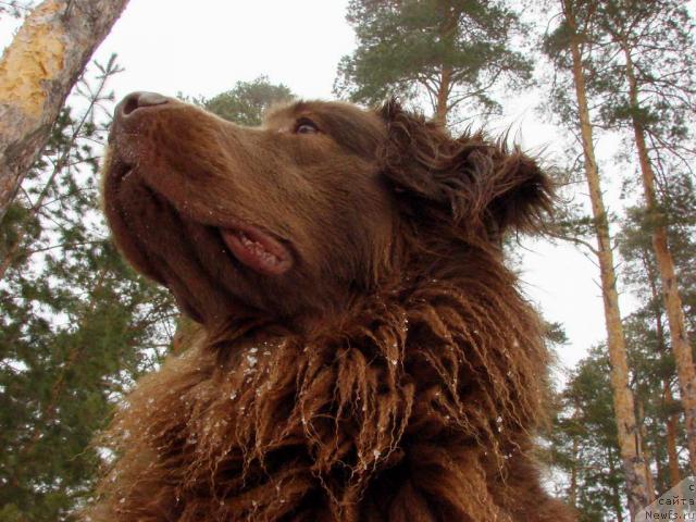 Фото: ньюфаундленд Лесная Сказка Изольда