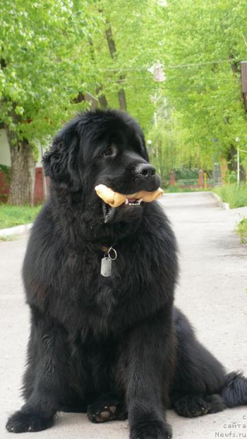 Фото: ньюфаундленд Skippers Secret Agent For Donat's Pride