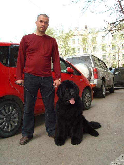 Фото: ньюфаундленд King of Helluland Good Friend, Владимир Александров