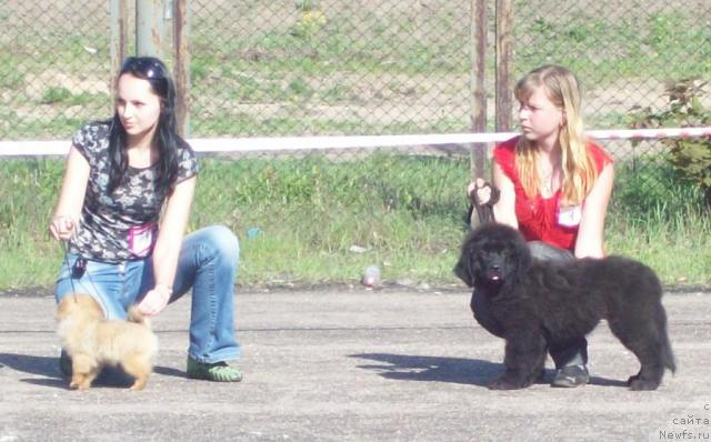 Фото: ньюфаундленд Лакомка Лаванда