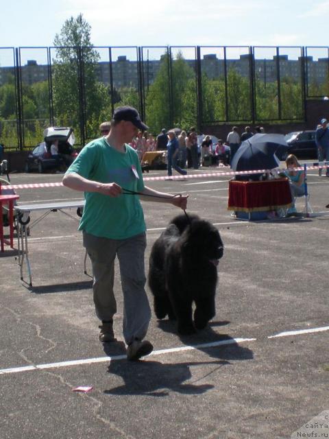 Фото: ньюфаундленд Кенни