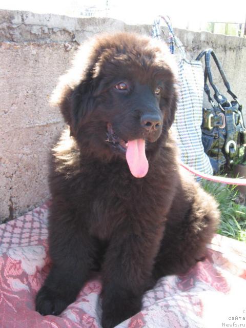 Фото: ньюфаундленд Лакомка Лаванда