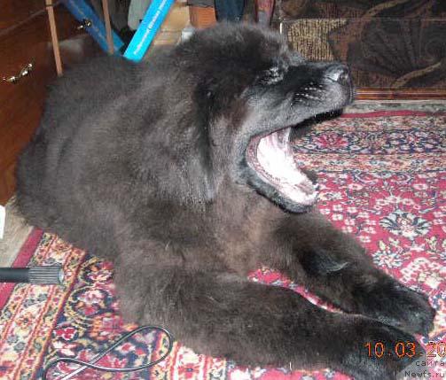 Фото: ньюфаундленд Сент Джонс Круиз (Sent Djons Kruiz)