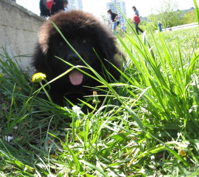 Фото: ньюфаундленд Любимый Ловелас