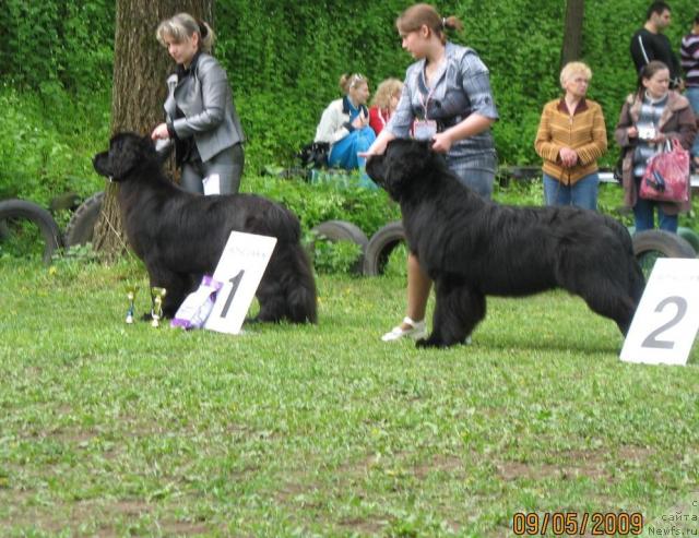 Фото: ньюфаундленд Акватория Келвин Заветная Мечта (Aquatoriya Kelvin Zavetnaya Mechta)