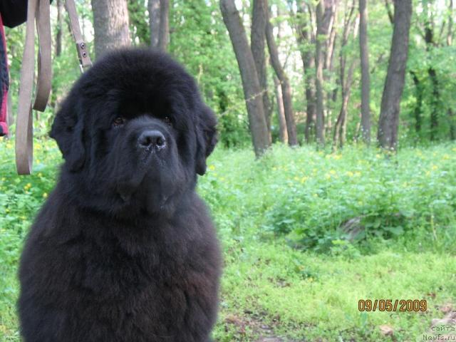 Фото: ньюфаундленд Князь Додон с Берега Дона (Knyaz Dodon s Berega Dona)