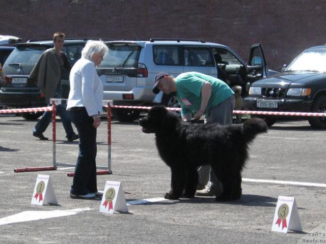 Фото: ньюфаундленд Кенни
