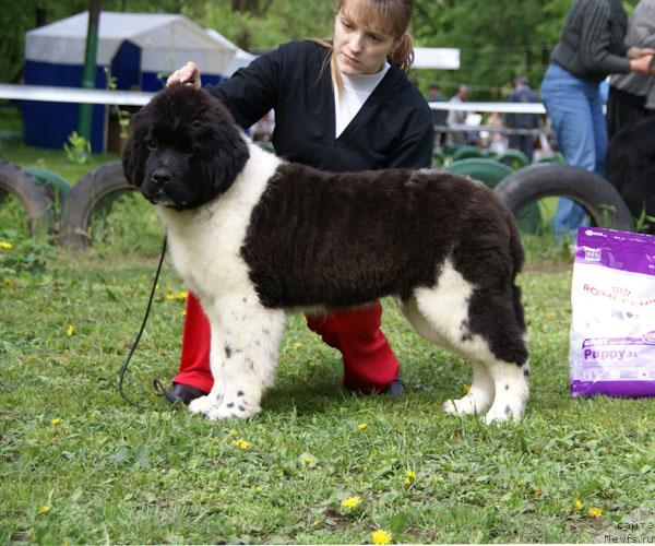 Фото: ньюфаундленд Находка Для Души с Берега Дона (Nahodka Dlya Dushi s Berega Dona)