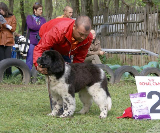 Фото: ньюфаундленд Нежность с Берега Дона (Nezhnost s Berega Dona)