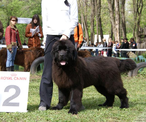 Фото: ньюфаундленд Матвей с Берега Дона (Matvey s Berega Dona)