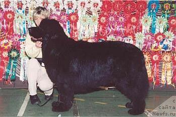 Фото: ньюфаундленд Потап Граф Монте  Кристо