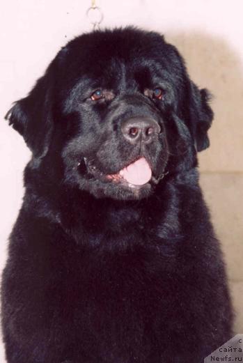 Фото: ньюфаундленд Потап Граф Монте  Кристо