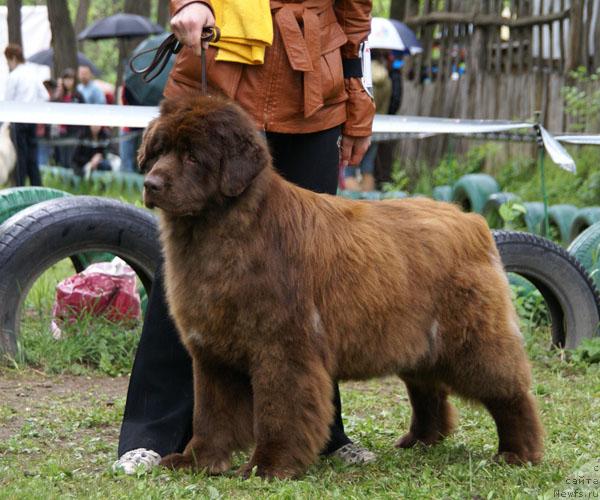 Фото: ньюфаундленд Бриджит Бардо