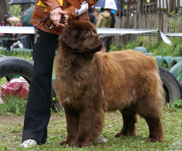 Фото: ньюфаундленд Бриджит Бардо
