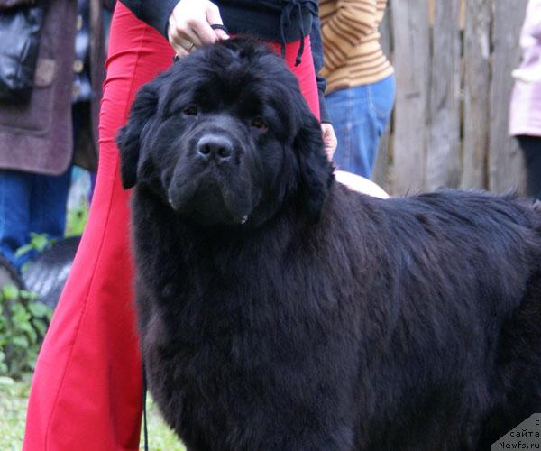 Фото: ньюфаундленд Пчёлкин Дом Аврора (Pchiolkin Dom Avrora)