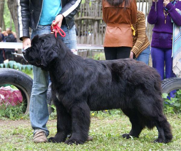 Фото: ньюфаундленд Ластёна с Берега Дона (Lastena s Berega Dona)
